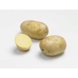 ACTIGERME Pomme de terre...
