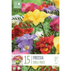 KAPITEYN STANDARD-Freesia...