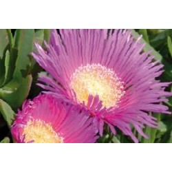 Carpobrotus Edulis C0.65L