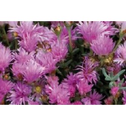 Lampranthus Roseus Rose C0.65L