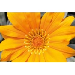 Gazania Jne C0.65L