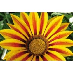 Gazania Rge Flamotte C0.65L