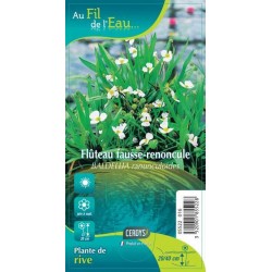 BALDELLIA ranunculoides...