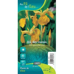 IRIS pseudacorus jaune G9...