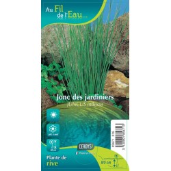 JUNCUS inflexus brun G9 AU...