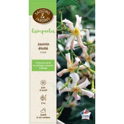 TRACHELOSPERMUM rose...