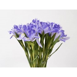 Tige D'Iris Bleu H67-Edelweiss