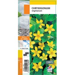 CHRYSOGONUM virginianum G8...