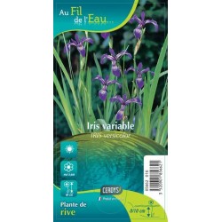 IRIS versicolor violet G9...