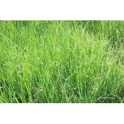 Ciboulette Ab-C1L