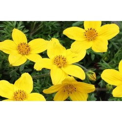 Bidens Ferrulifolia C0.65L