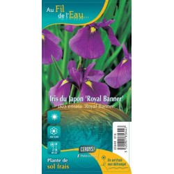 IRIS ensata 'Royal Banner'...