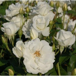 Rosier iceberg fg-c2l-nd