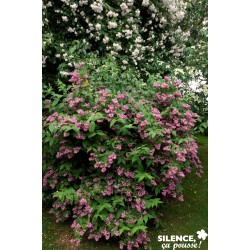 Deutzia Tourbillon Rge...
