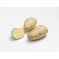 PLANTÉO Pomme de terre...