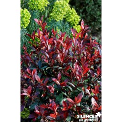 Photinia Fraseri Carre Rge...