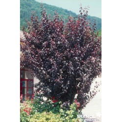 Prunus Cerasifera...