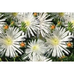 Lampranthus Blandus Blc C0.65L