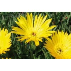 Lampranthus Glaucus Jne C0.65L