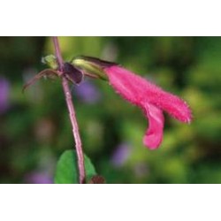 Salvia Buchananii Vlt C0.65L