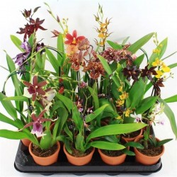Orchidee 1tg-mini-h30-p8-tc