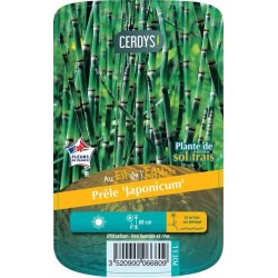 EQUISETUM 'Japonicum' C5L...