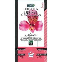 ALSTROEMERIA majestics...