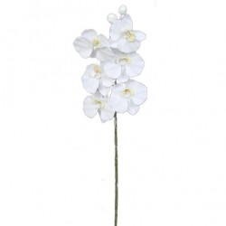 Tige De Phalaenopsis Blanc...