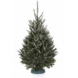 SAPIN Abies Fraseri 200/225...