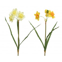 Tige De Narcisse En...