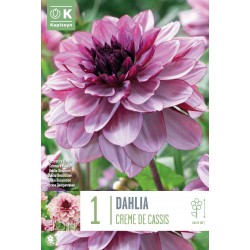 KAPITEYN STANDARD-Dahlia...