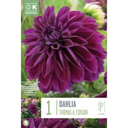 KAPITEYN STANDARD-Dahlia...