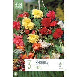 KAPITEYN STANDARD-Bégonia...