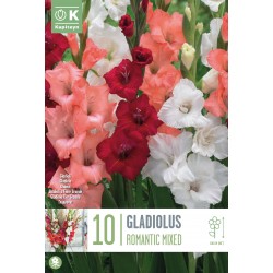 KAPITEYN STANDARD-Gladiolus...