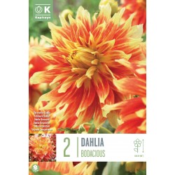 KAPITEYN STANDARD-Dahlia...