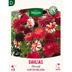 SÉLECTION VILMORIN DAHLIAS...