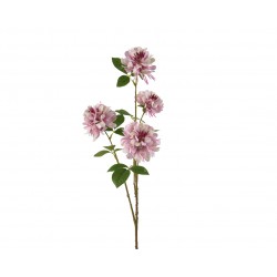 Tige De Dahlia Multifleurs...