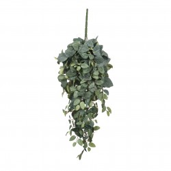 Chute Pilea Vert En...