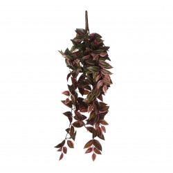 Chute De Tradescantia...