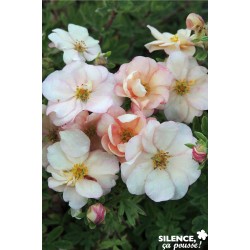 Potentilla Fruticosa Dble...