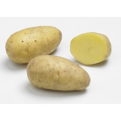 PLANTÉO Pomme de terre...