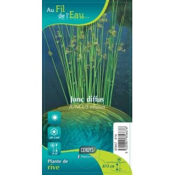 JUNCUS effusus brun G9 AU...