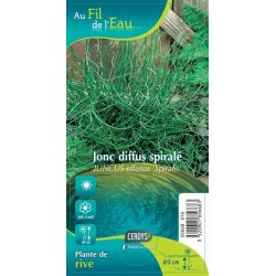 JUNCUS effusus 'Spiralis'...