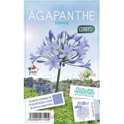 AGAPANTHUS 'Sophie'...