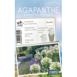 AGAPANTHUS 'Albus' blanc...