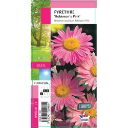 TANACETUM coccineum...