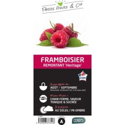 FRAMBOISIER 'Heritage' RM...