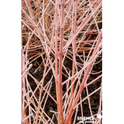 Cornus Sanguinea Mid Winter...