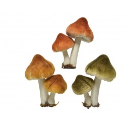 Champignon Sur Clip En...