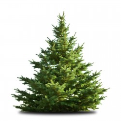 Picea excelsa 80/100-cpe